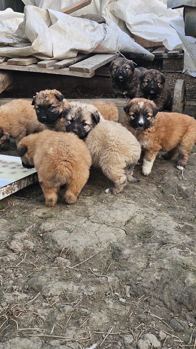Donez cățeluși de talie mare