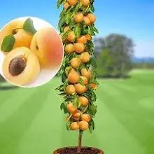 Cais columnar Asian pearl la ghiveci