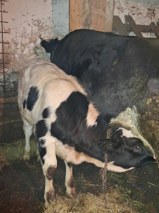 Vitel de vanzare in Dumitra