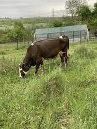 Vand vaca baltata romaneasca cu lapte + tauraș de 9 luni.