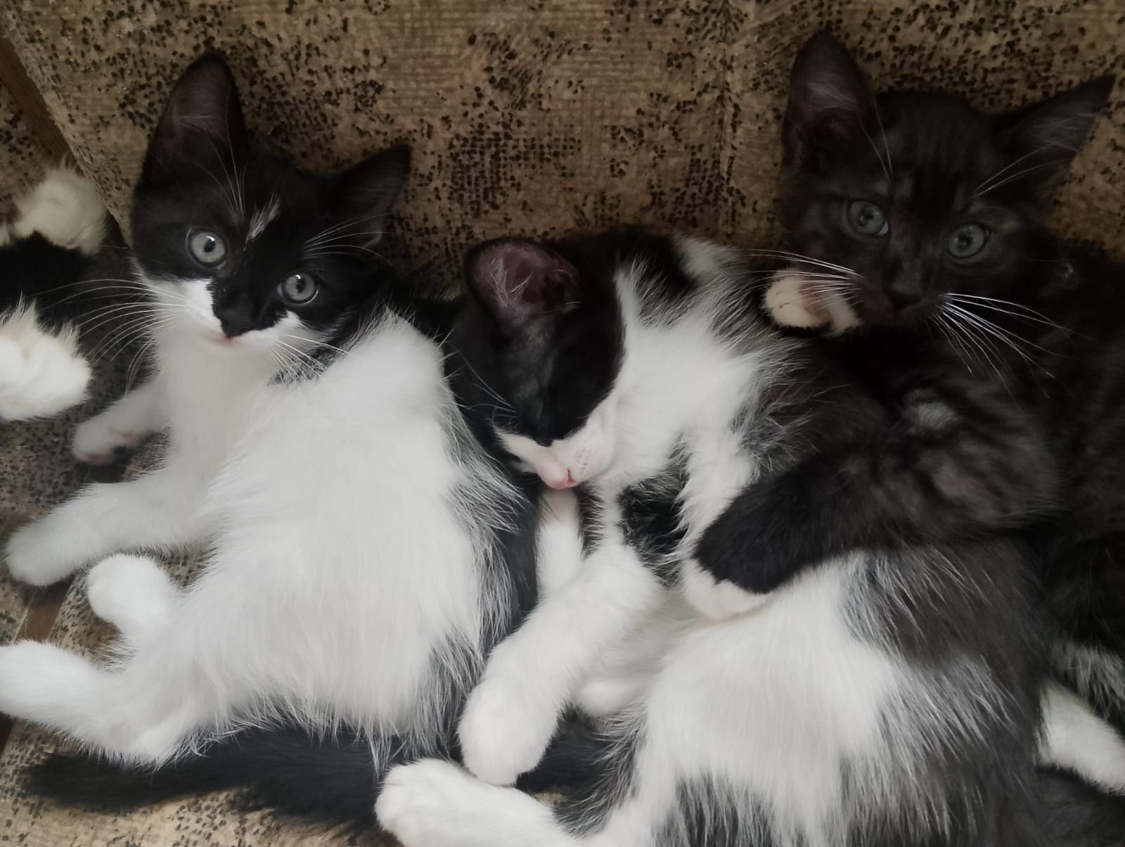 Котятя в дом от мышей и крыс .
