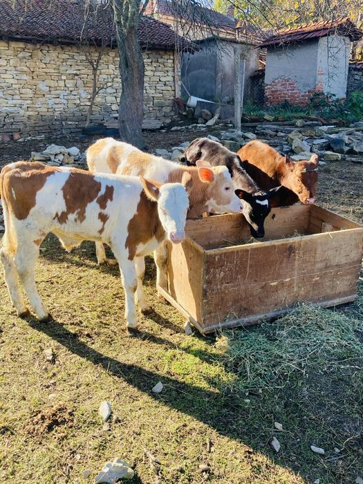 Продавам четири  мъжки телета