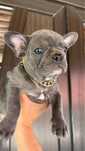 Bulldog Francez