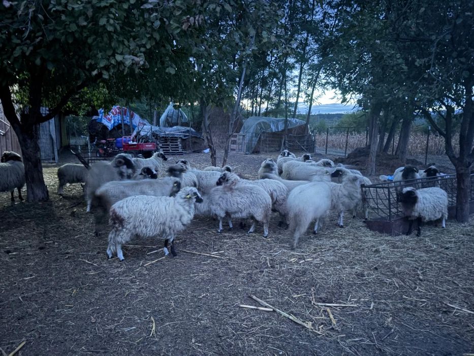 Berbecuți disponibili