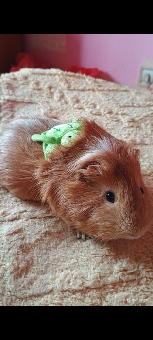 Porcușori de Guineea