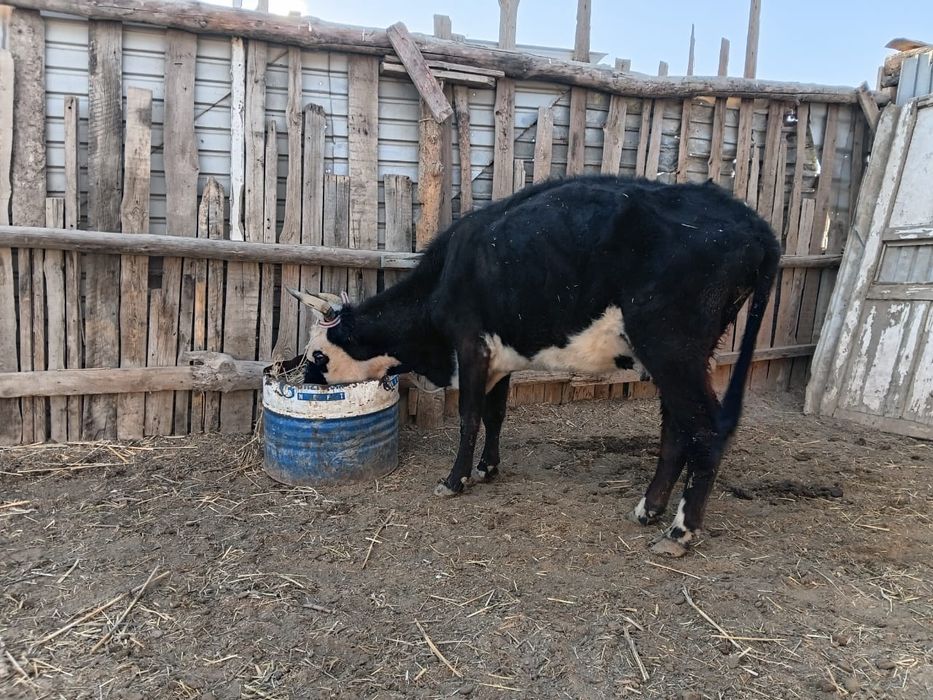 Бойдақ сиырлар сатылады