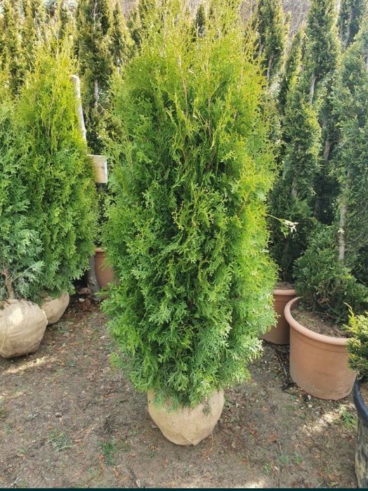 Tuia smaragd leylandii columna spirale pon mesteacăn tei arțar