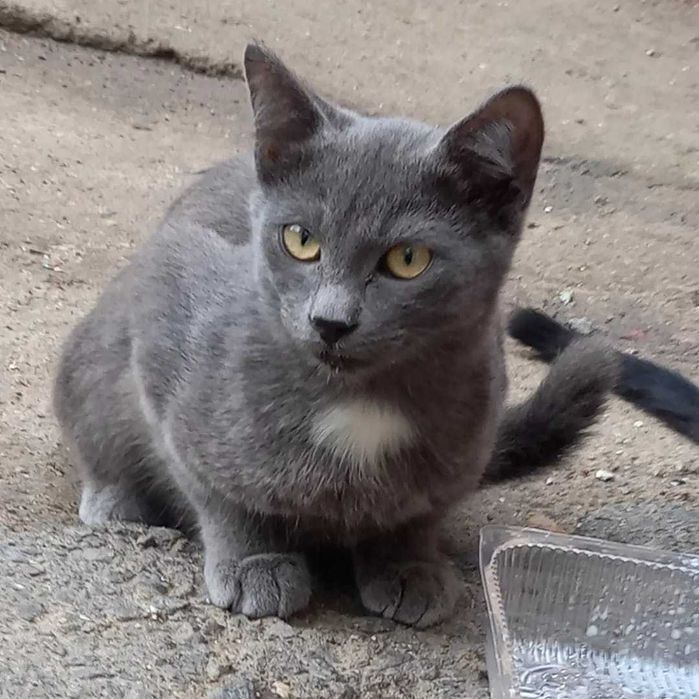 Красавчики котики ищут дом.