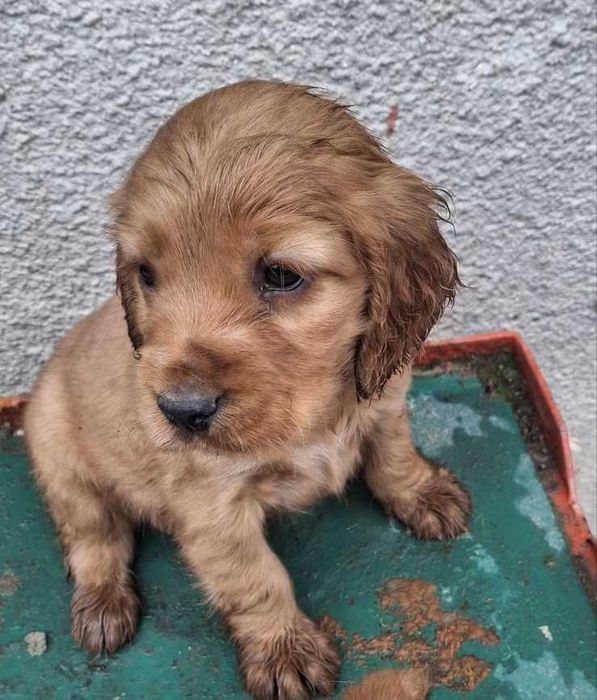 Английски кокер шпаньол куценца чистокръвни