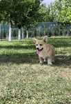 Corgi    penbroke