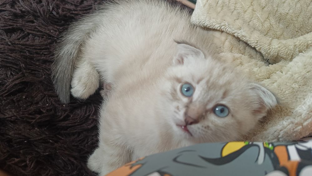 Шотландский вислоухий котенок