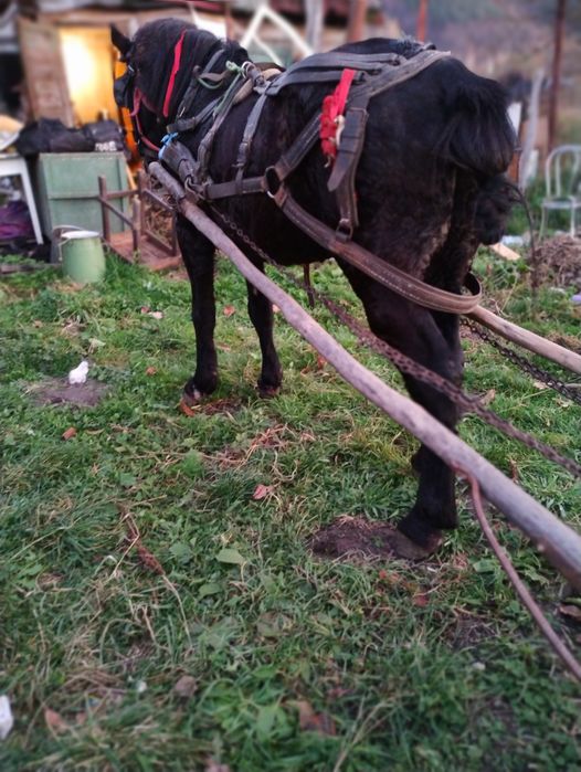 Vand Sau schimb call castrat cuminte si garantat