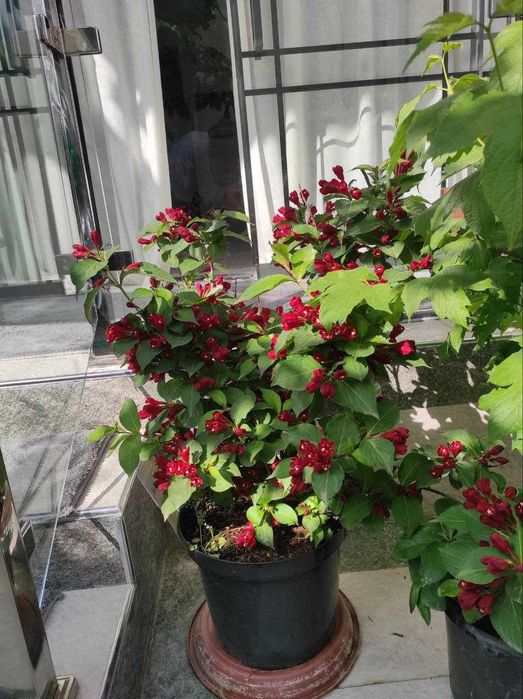 Растения . Есть доставка.Ор-р Трансп.институт.