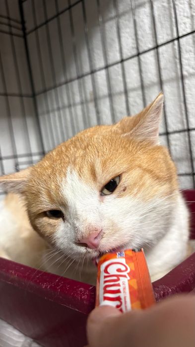 Leo, motan castrat, FIV pozitiv