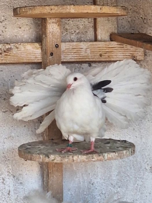 Porumbei rotati/voltați