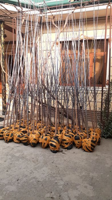 Klyon, yasin, sakura, akatsiya