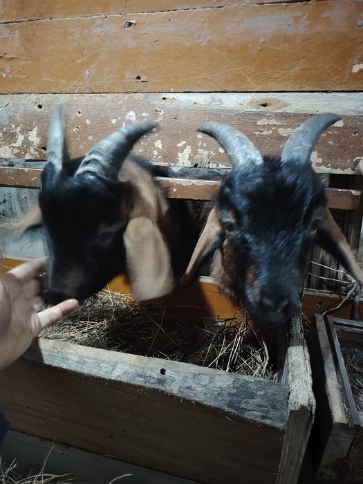 Продам 2 полросших козлят