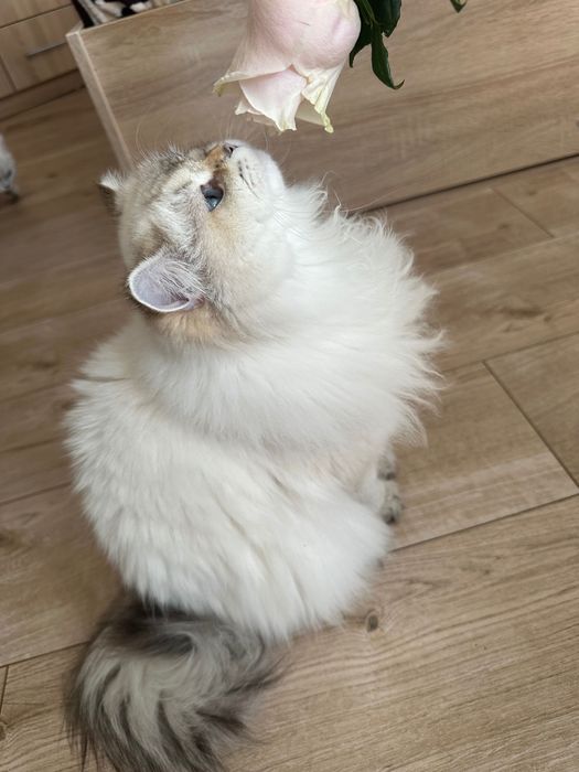 O adevărată prințesa Bristih Longhair cu pedigree