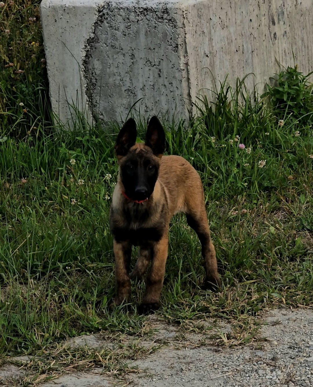 Ciobănesc belgian malinois femela cu pedigree