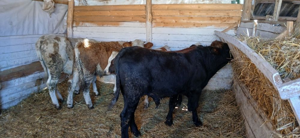 Vând viței mari înțărcati