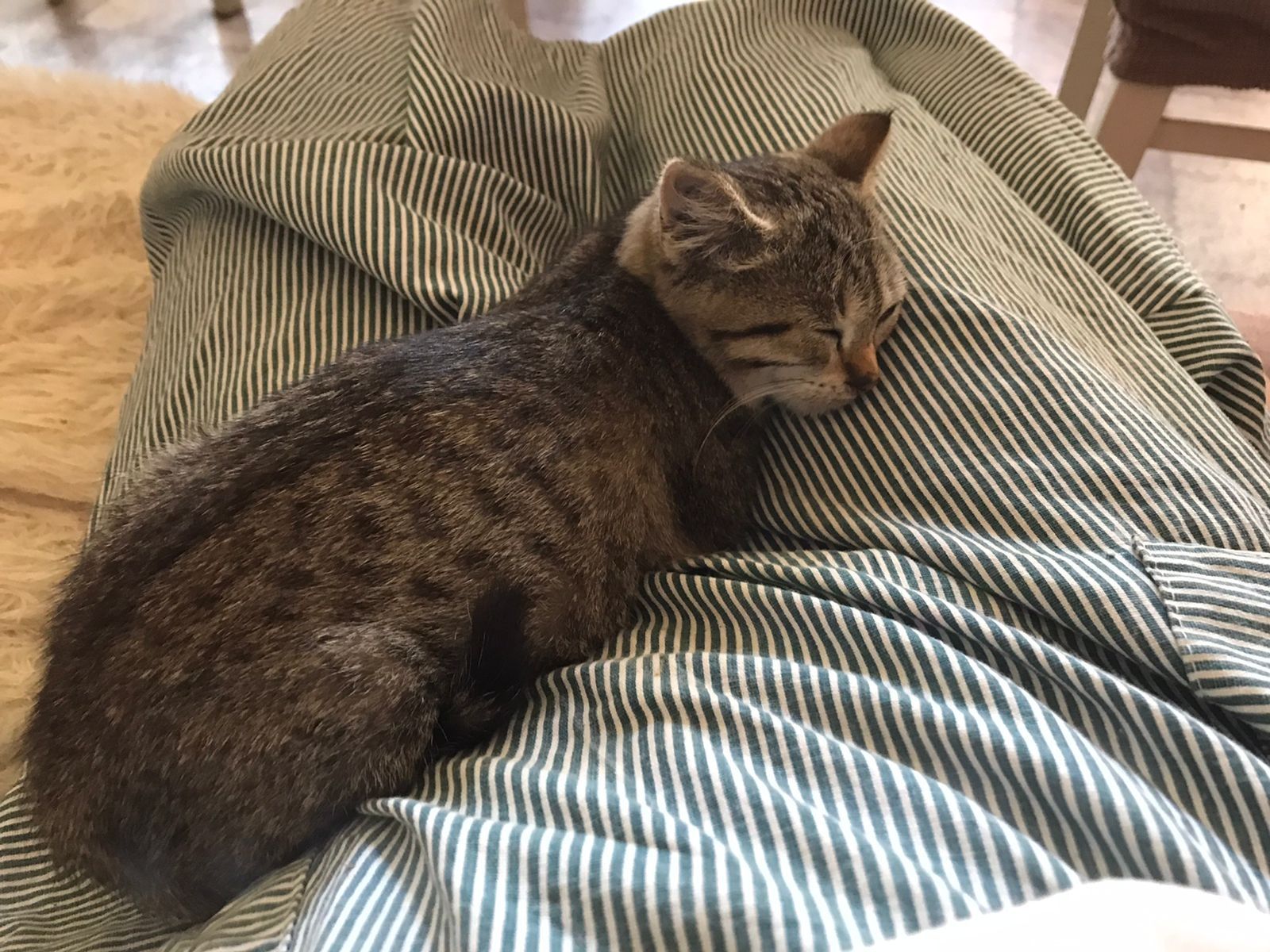 Котята кошка ищут семью и дом