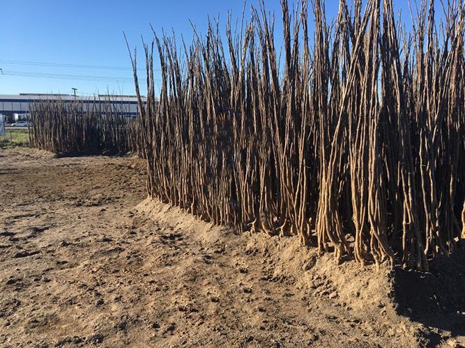 Vând pomi fructiferi altoiți și nuci altoiti