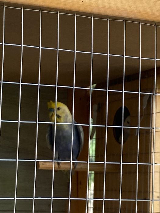 Волнистые, радужные, тоти, toti qushlar