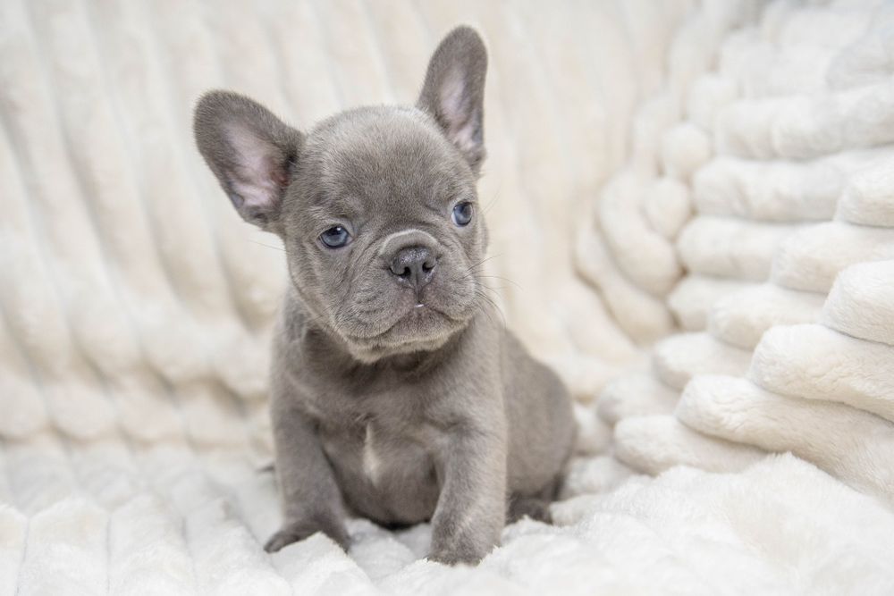 bulldog francez lilac