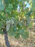 Vând struguri feteasca alba, merlot și mustoasa de maderat