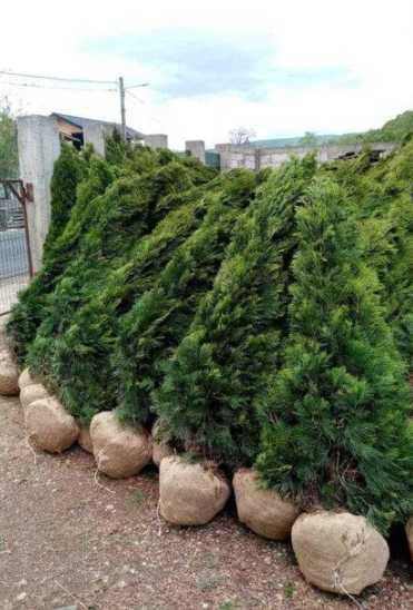 Amenajăm spațiul verde – Grădină complet personalizată!