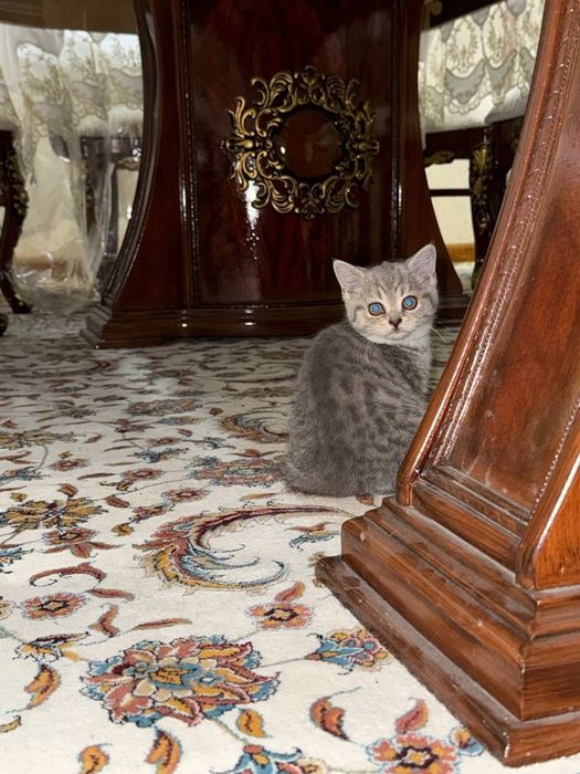 Scottish straight kittens (Шотландские котята)
