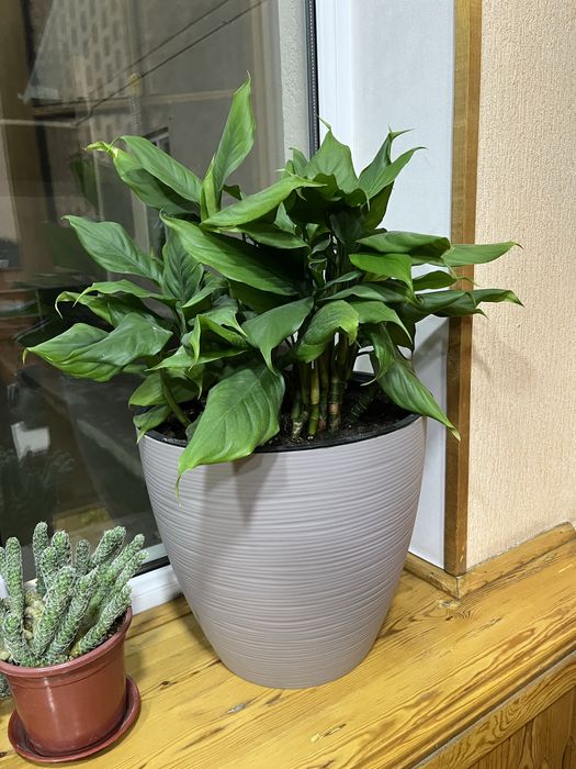 Уй ва офис учун гуллар