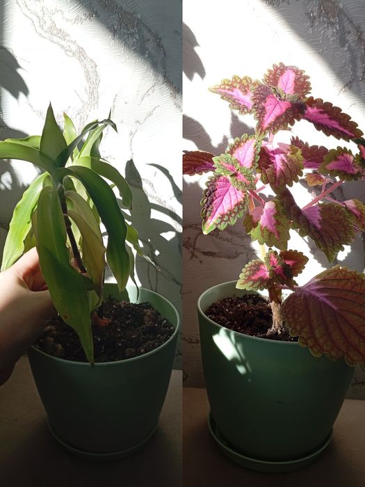 Ухоженные комнатные цветы