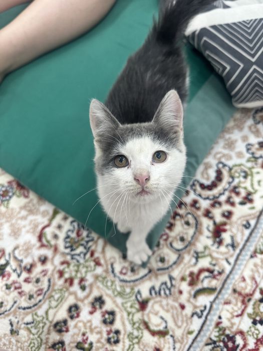 котенок в добрые руки! мальчик