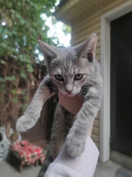Кошечка ищет свой дом