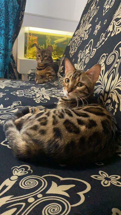 Бенгальская кошка с питомника