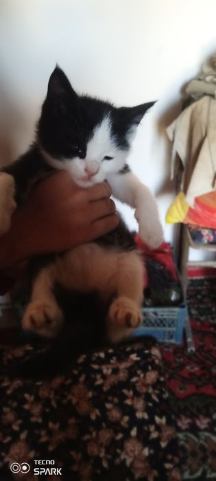 Мушук боласини бепул бераман