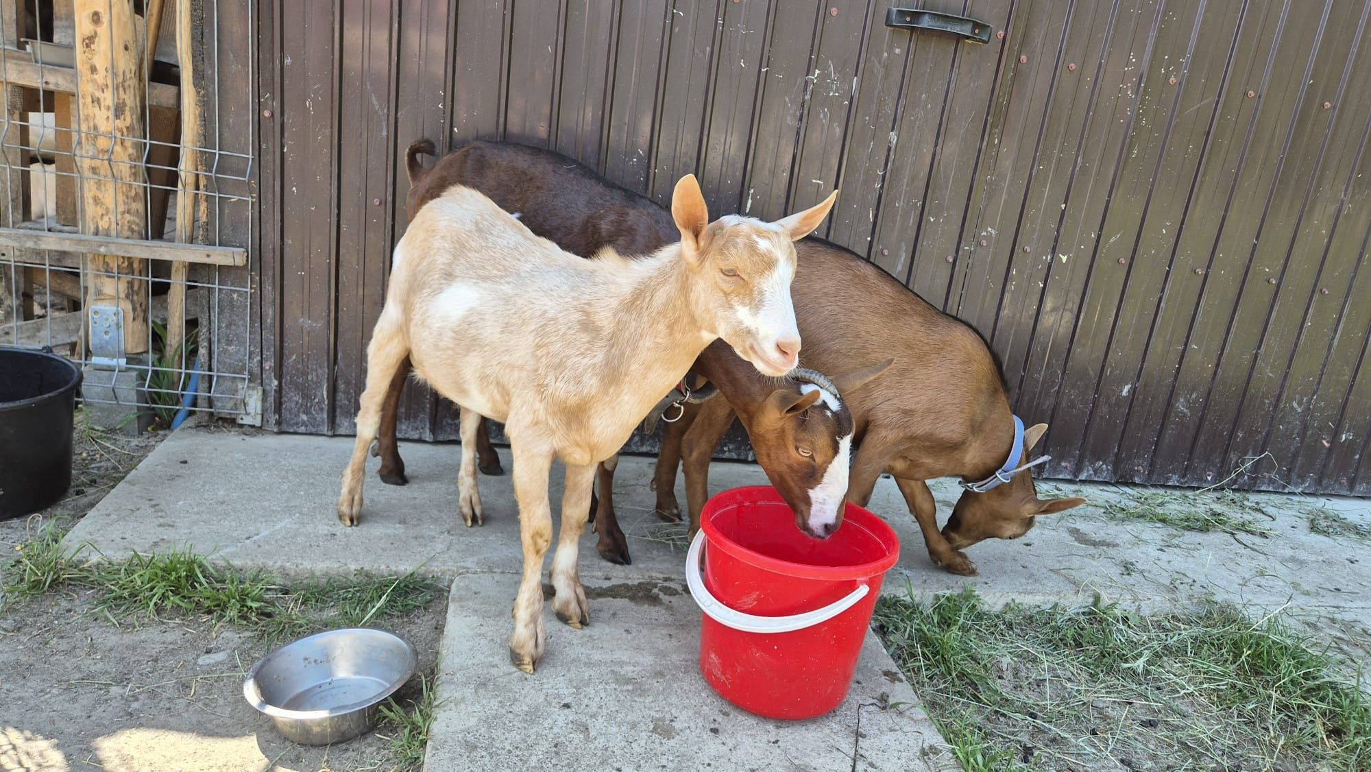 Vând 3 țapi ciuți genetic ,vârsta 5 luni,greutate aprox.30 kg