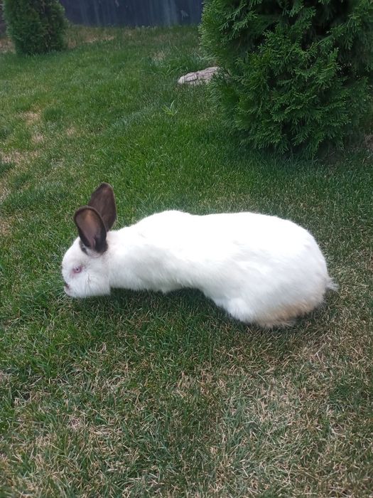 Продам крольчиху