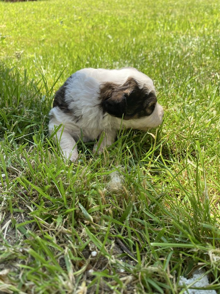 Trei Fetițe Adorabile Caută Cămin Plin de Dragoste În Vârstă De 3 Săpt