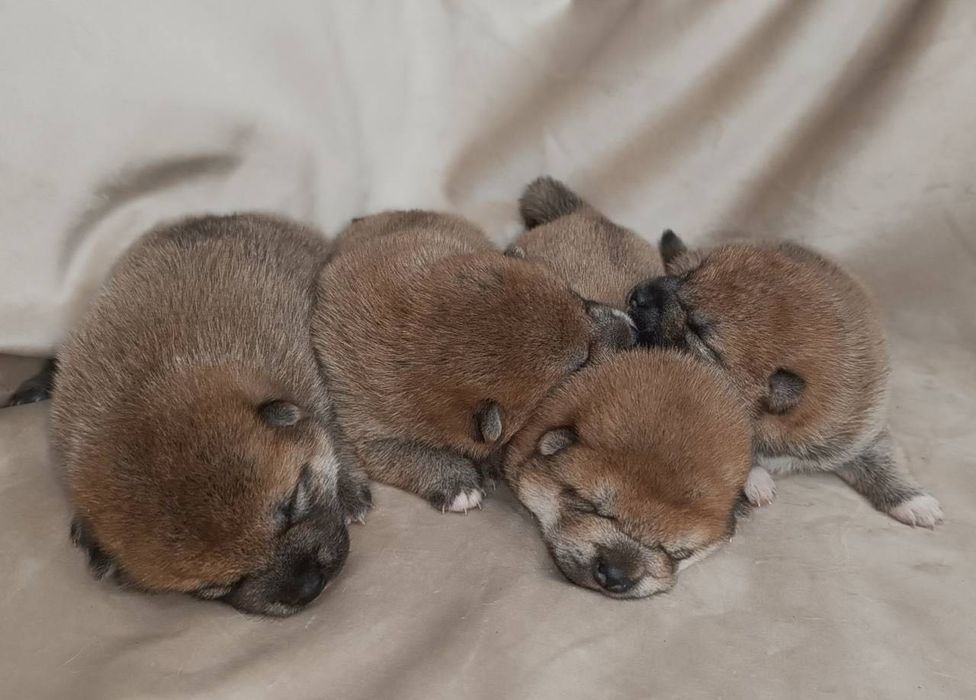 Сиба-Ину щенки( дом хвостиков )