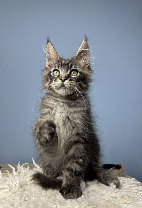 Maine coon mascul
