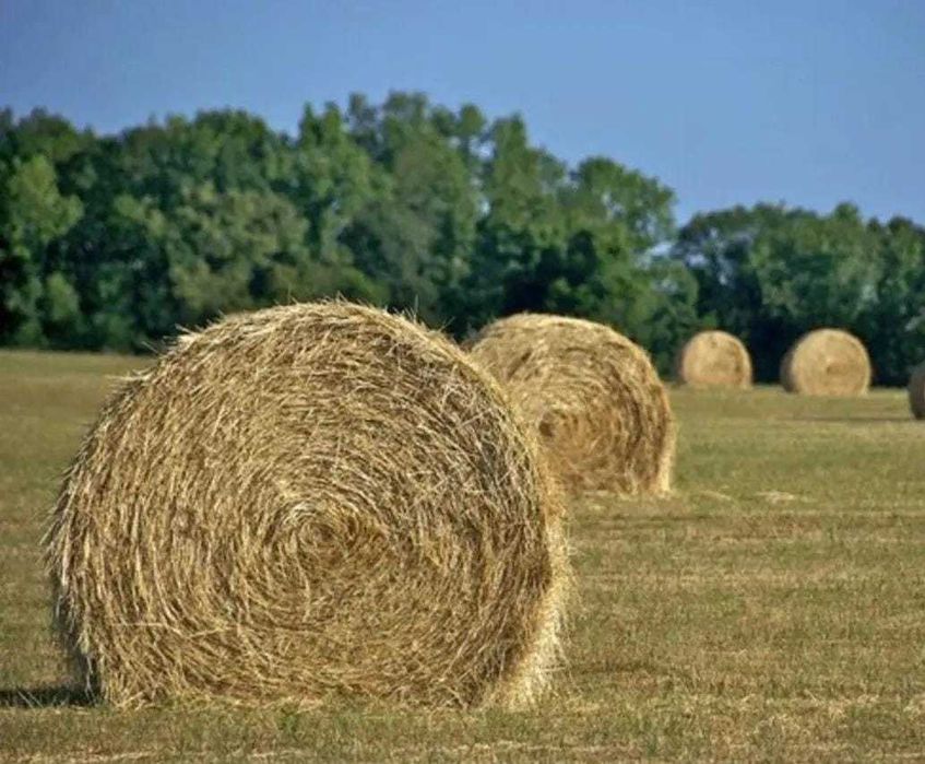 Сено в рулонах, сено в тюках