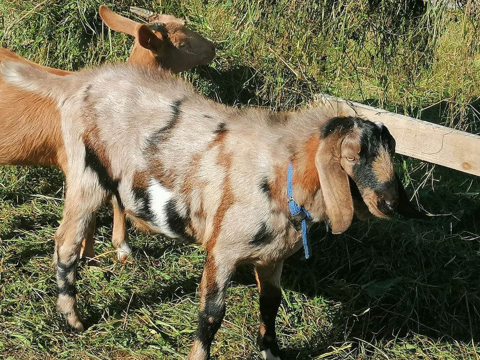 Țăpic anglonubian pentru montă