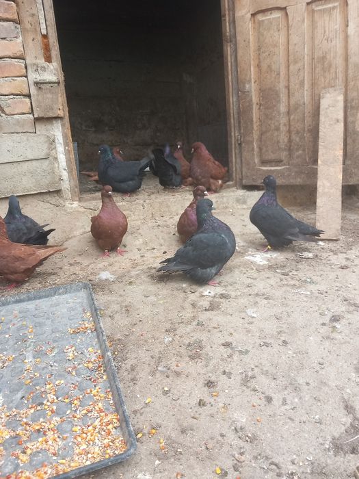 Porumbei de carne Mondaini Texani Huble