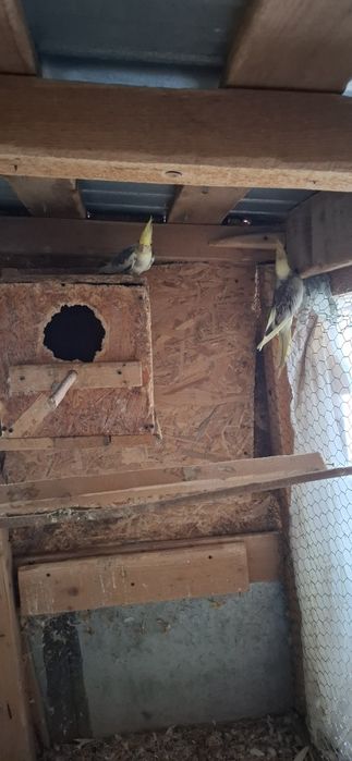 Vând papagali nimfa