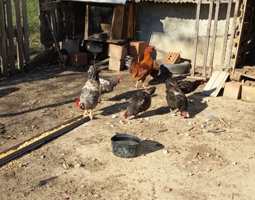 De vânzare găini rasa mixta