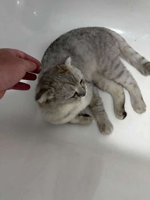Котята породистые, мама скотиш страйт, папа серебристая шиншила.