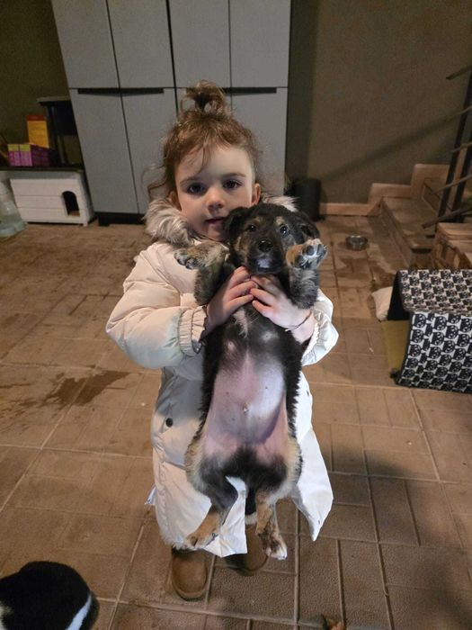 Pui de catel pentru adoptie (pereche) Targoviste, Dambovita - Superbi!