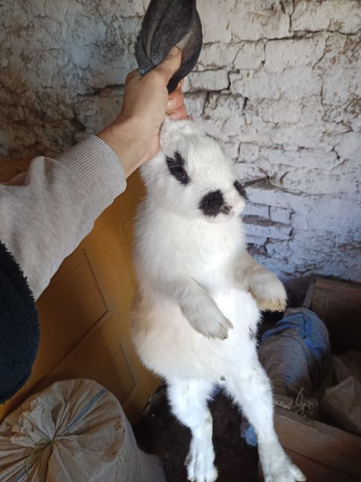 Iepuroaica Uriașul belgian